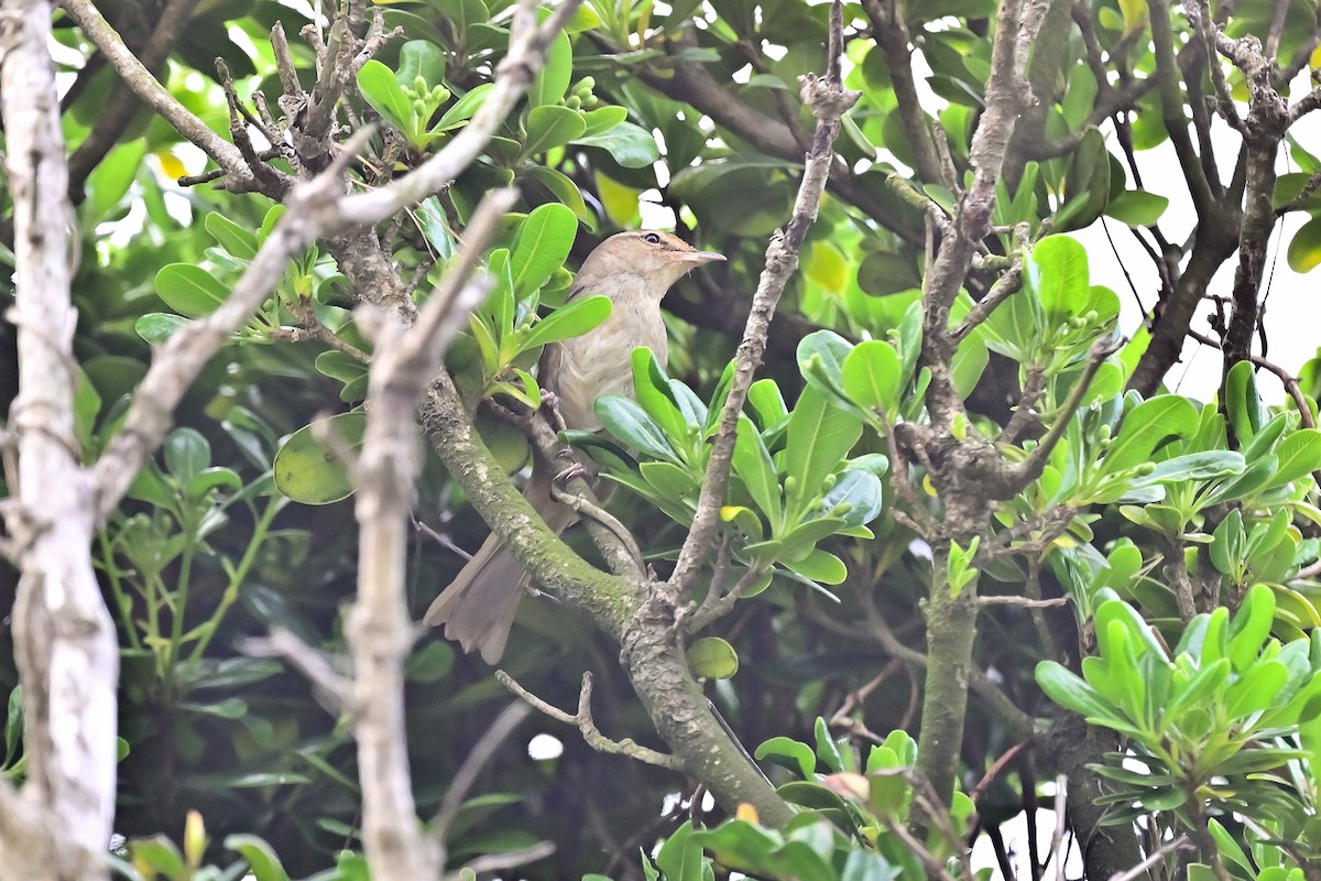 Manchurian Bush Warbler - ML616796850