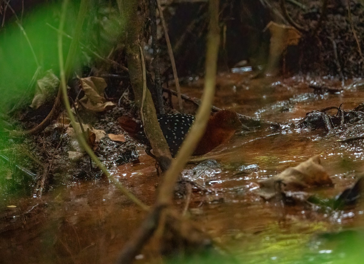 White-spotted Flufftail (Northern) - Christopher Brown