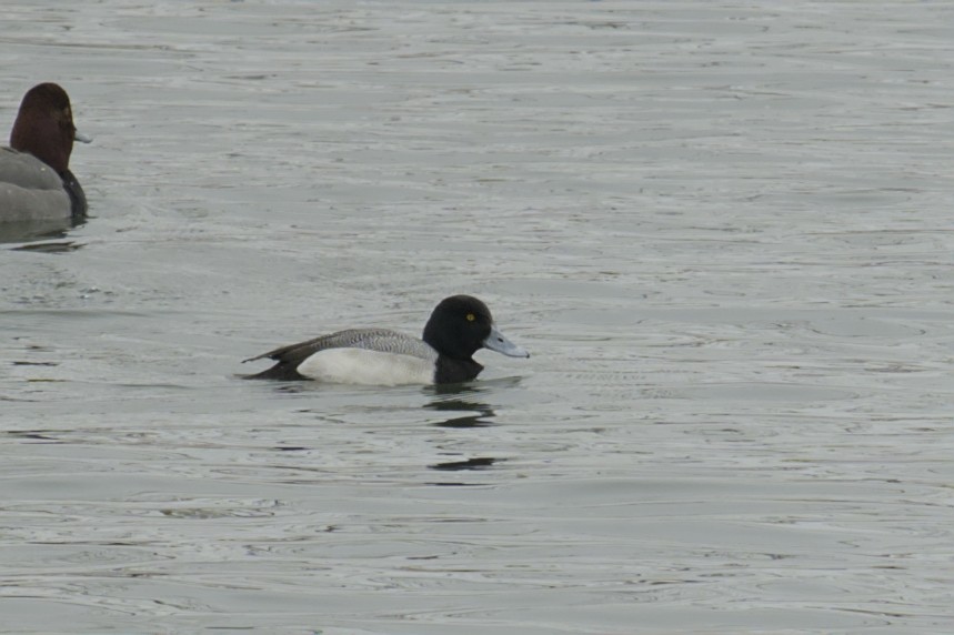 Greater Scaup - ML616796926