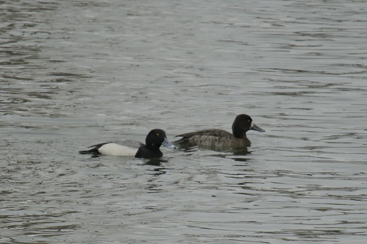 Greater Scaup - ML616796927