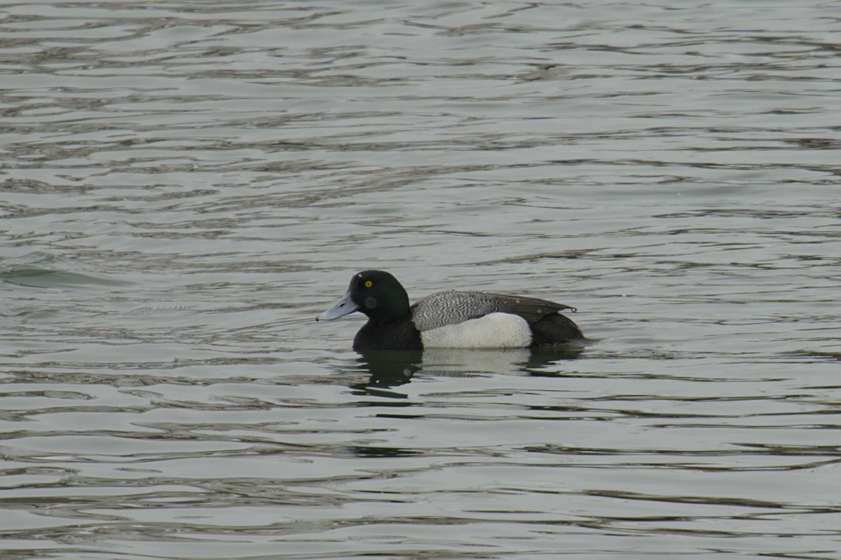 Greater Scaup - ML616796928