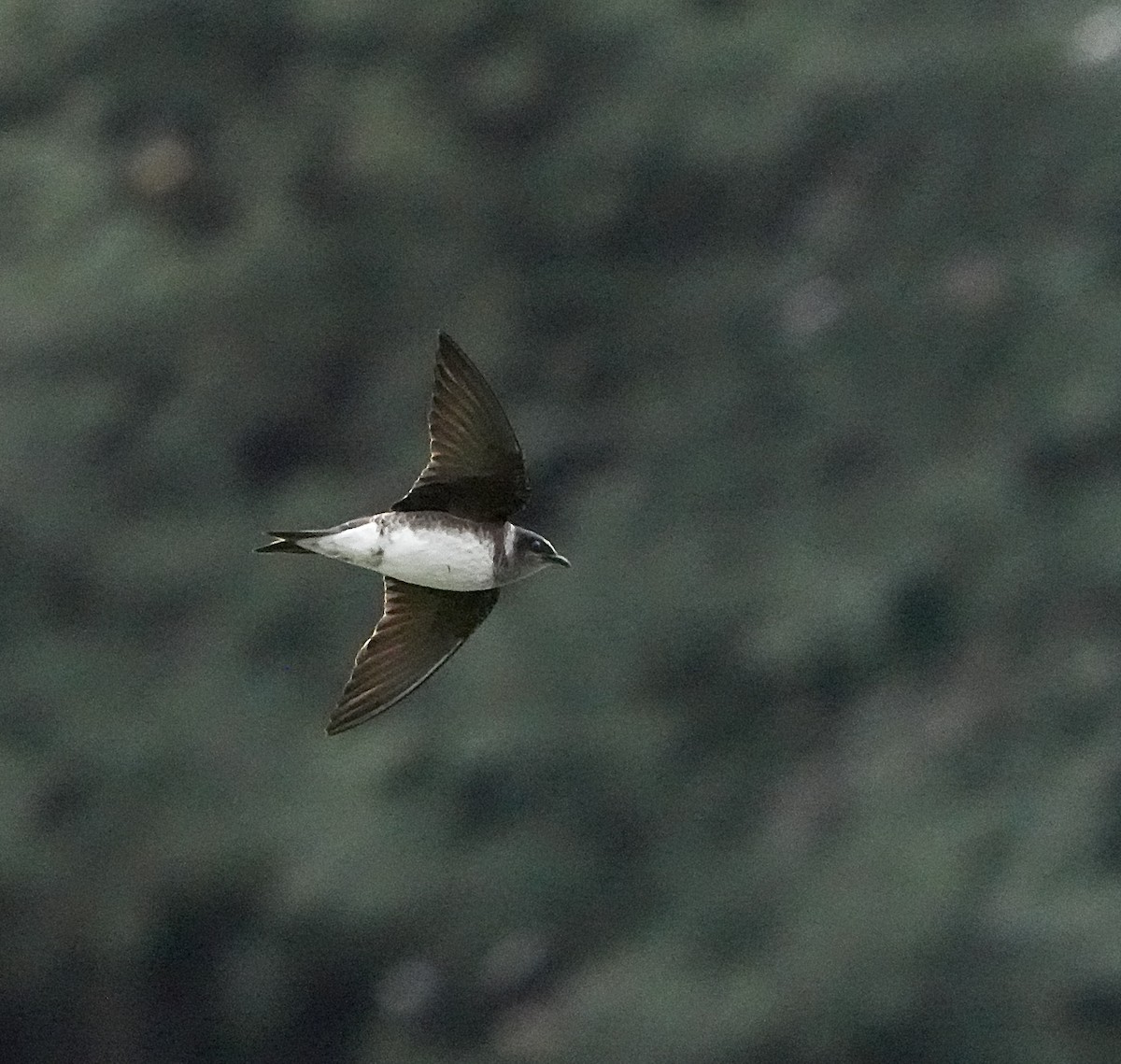 Purple Martin - Tzvi Deutsch