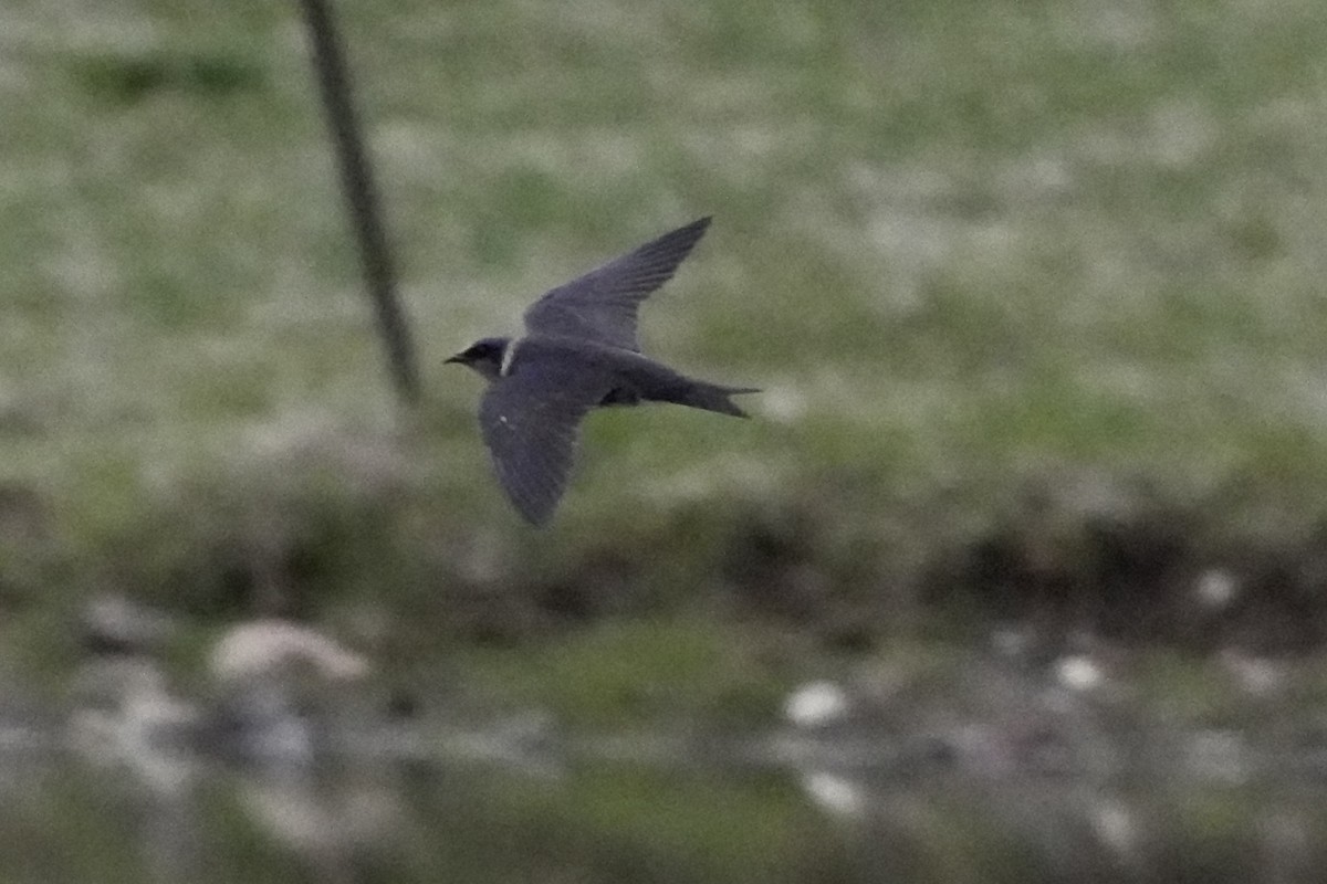 Purple Martin - ML616797002