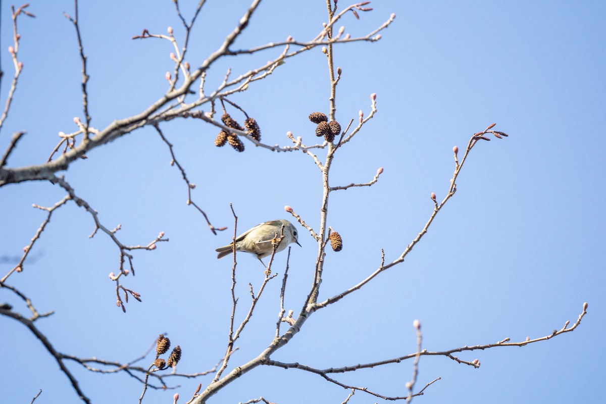 Goldcrest - ML616797051