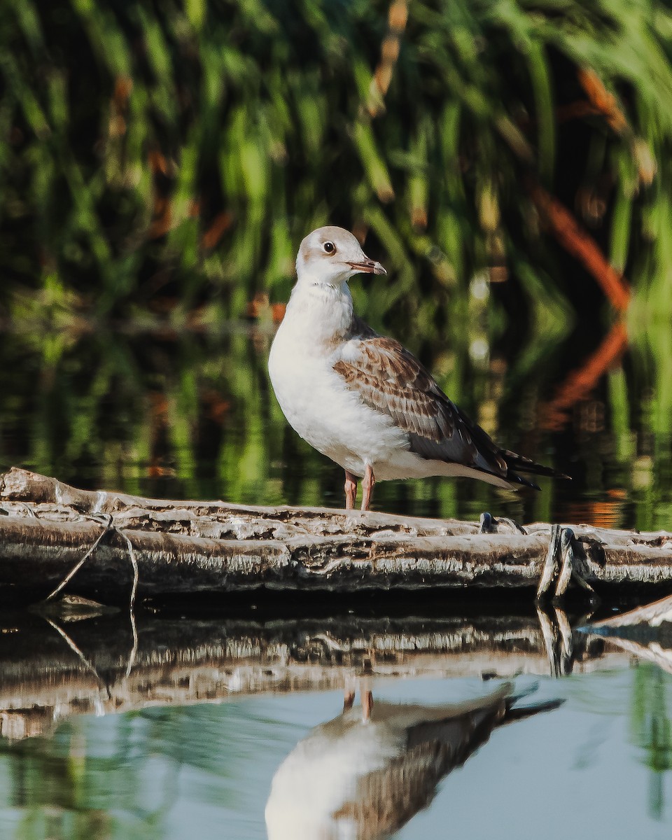 Gaviota Cabecigrís - ML616797125