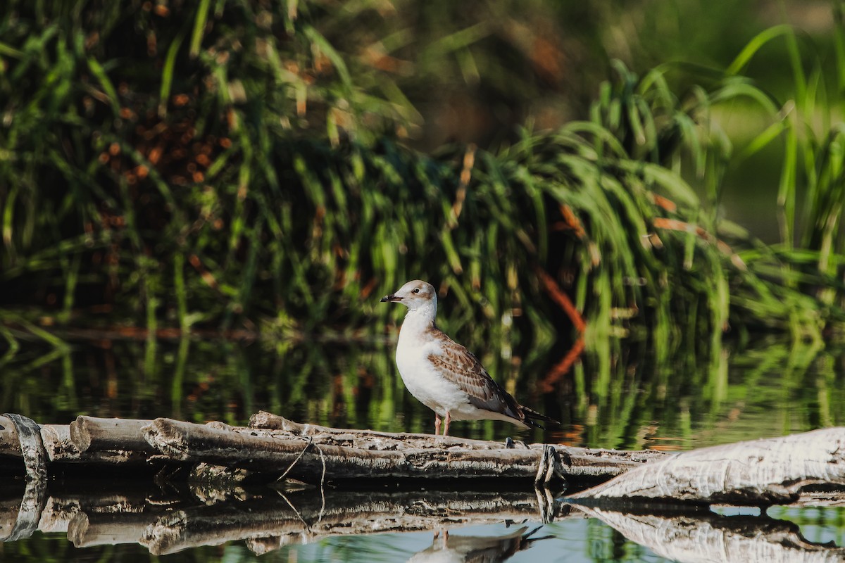 Gray-hooded Gull - ML616797126