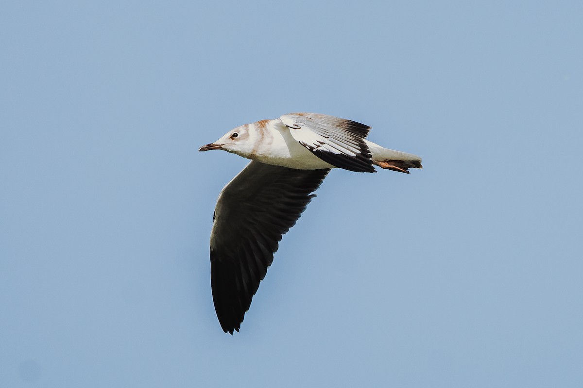 Gray-hooded Gull - ML616797128