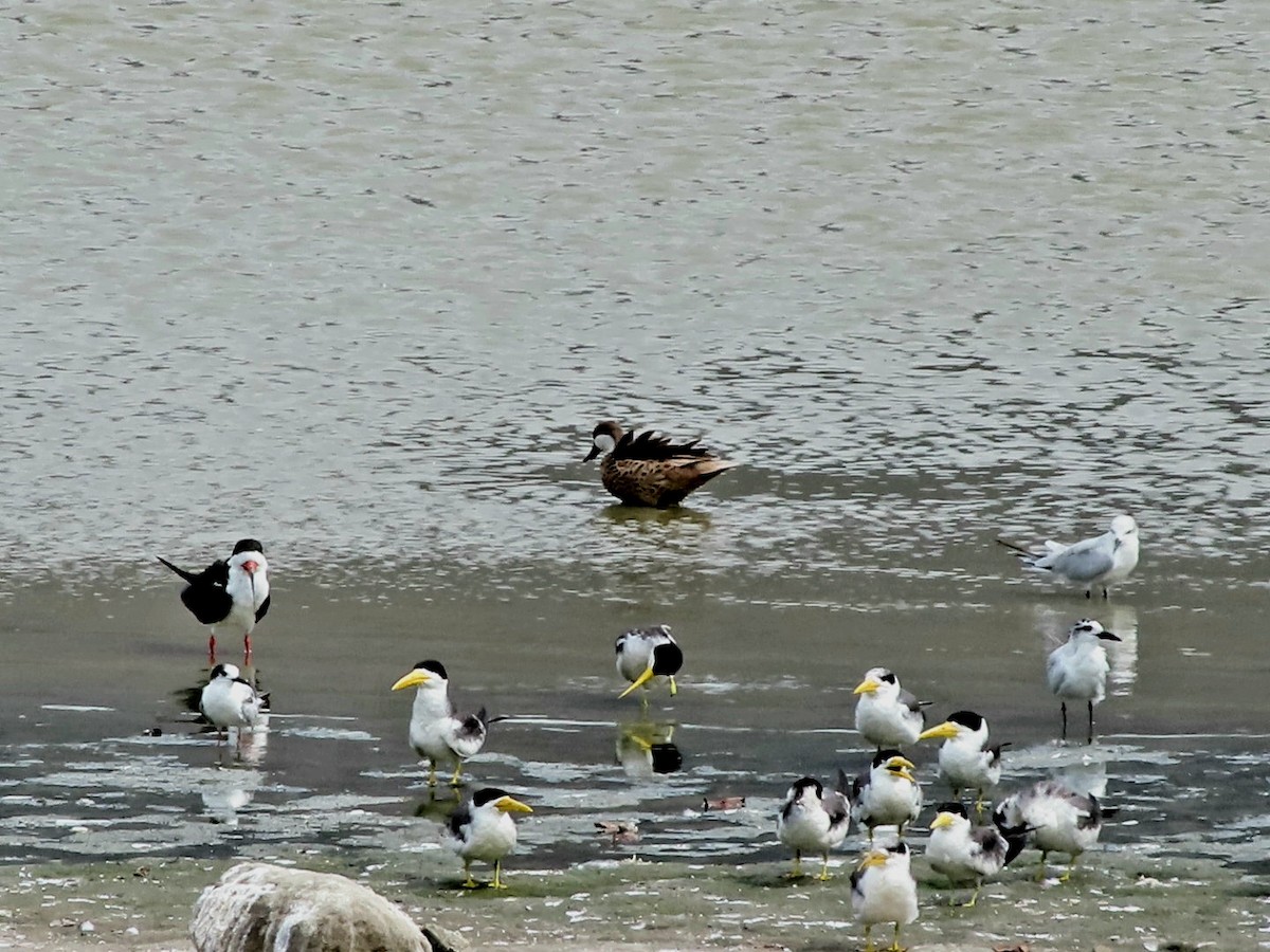 White-cheeked Pintail - ML616797138