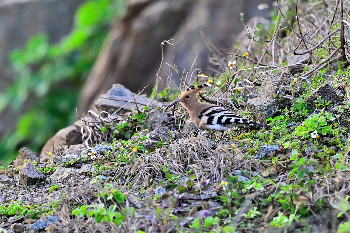 Eurasian Hoopoe - Weber Tsai