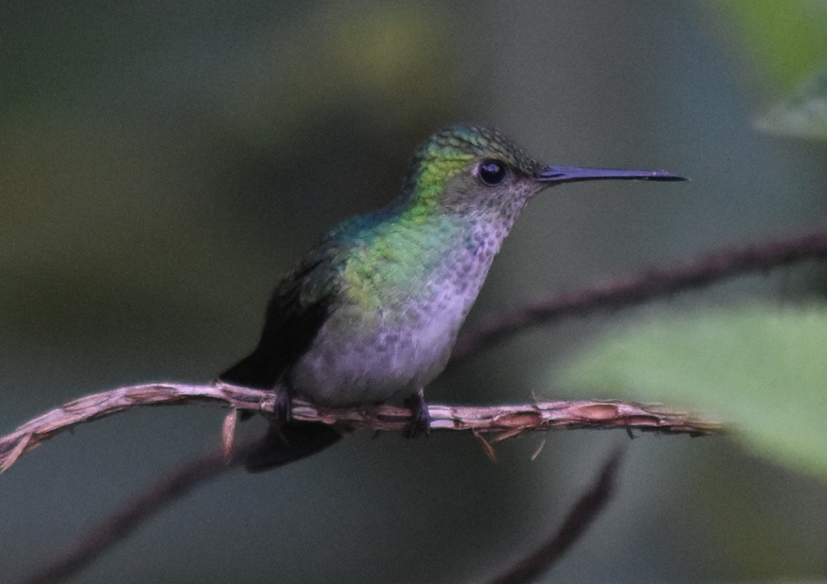 Blue-chested Hummingbird - ML616797283