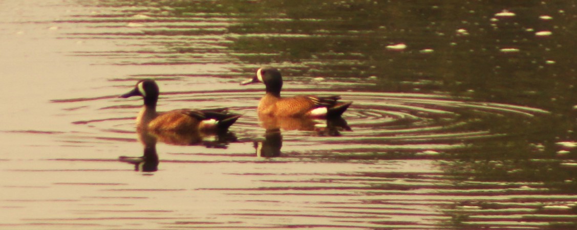 Blue-winged Teal - ML616797305