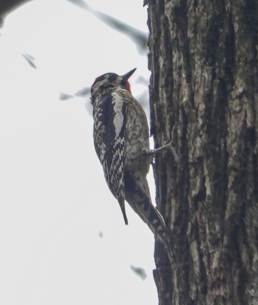 Yellow-bellied Sapsucker - ML616797355