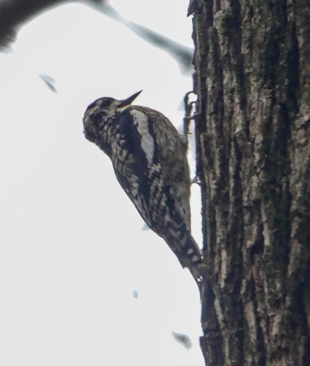 Yellow-bellied Sapsucker - ML616797356