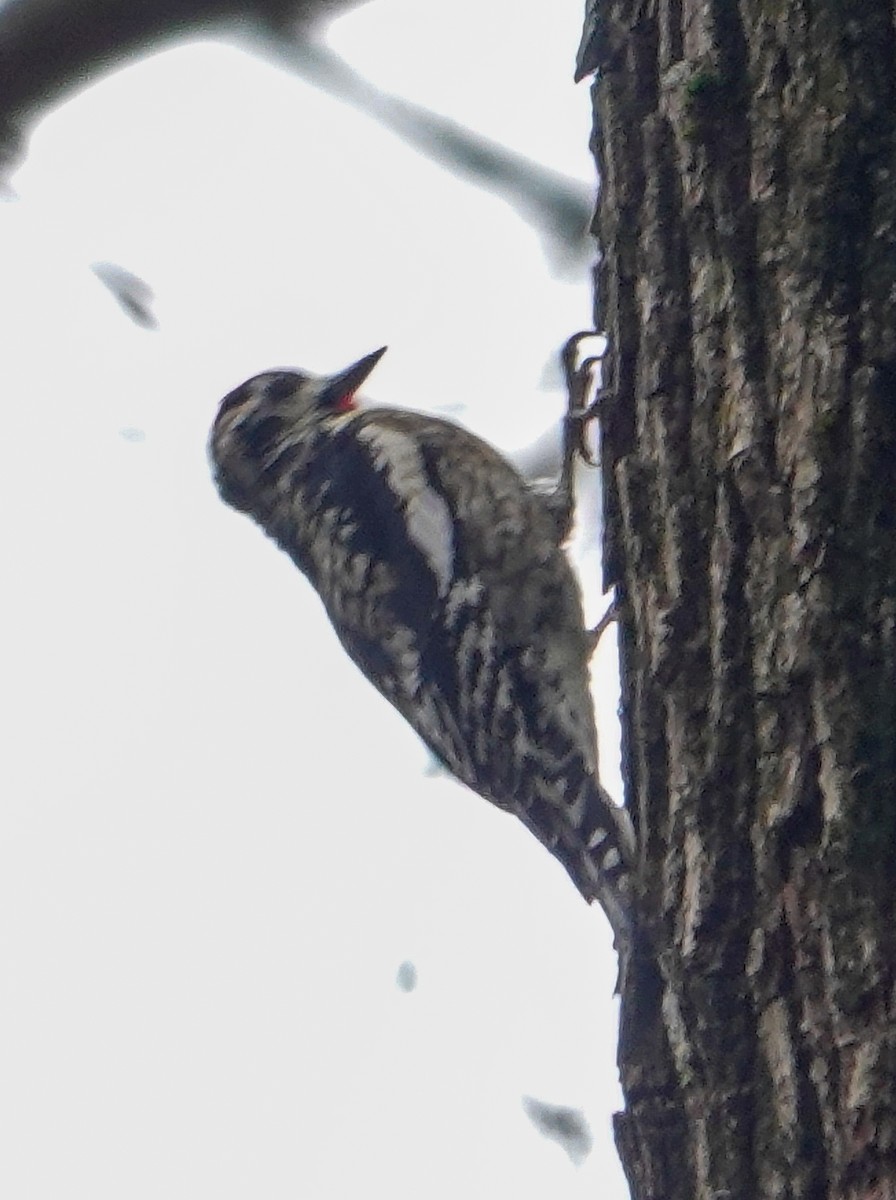 Yellow-bellied Sapsucker - ML616797357