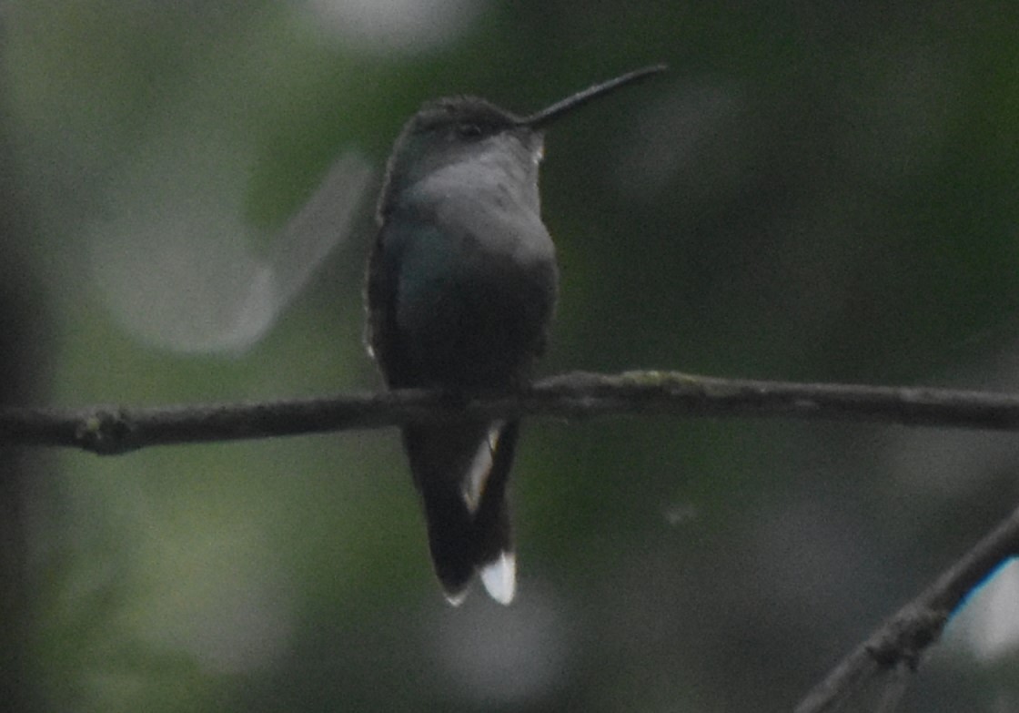 kolibřík vidloocasý - ML616797380