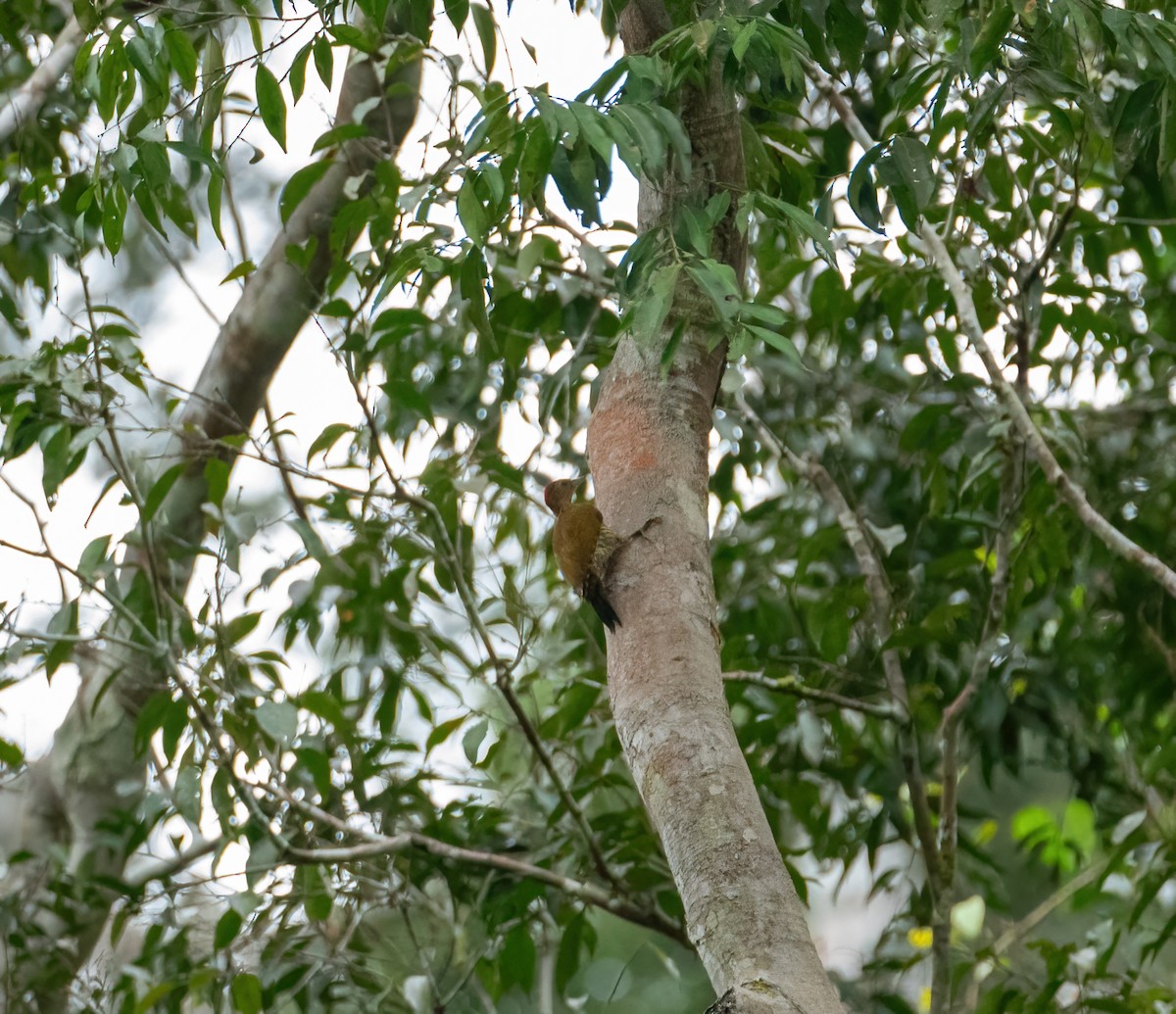 datel čabrakový (ssp. maculosa) - ML616797468