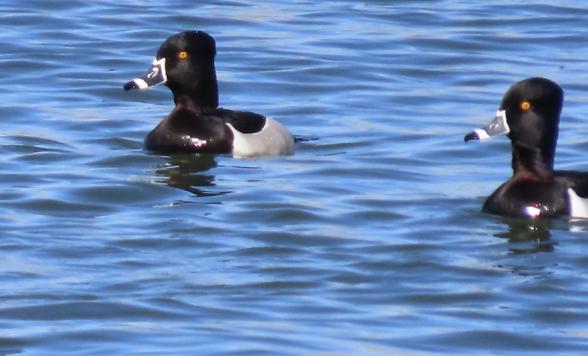 Ring-necked Duck - ML616797515
