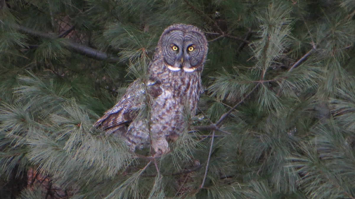 Great Gray Owl - ML616797520