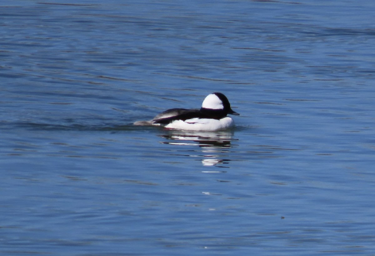 Bufflehead - ML616797547