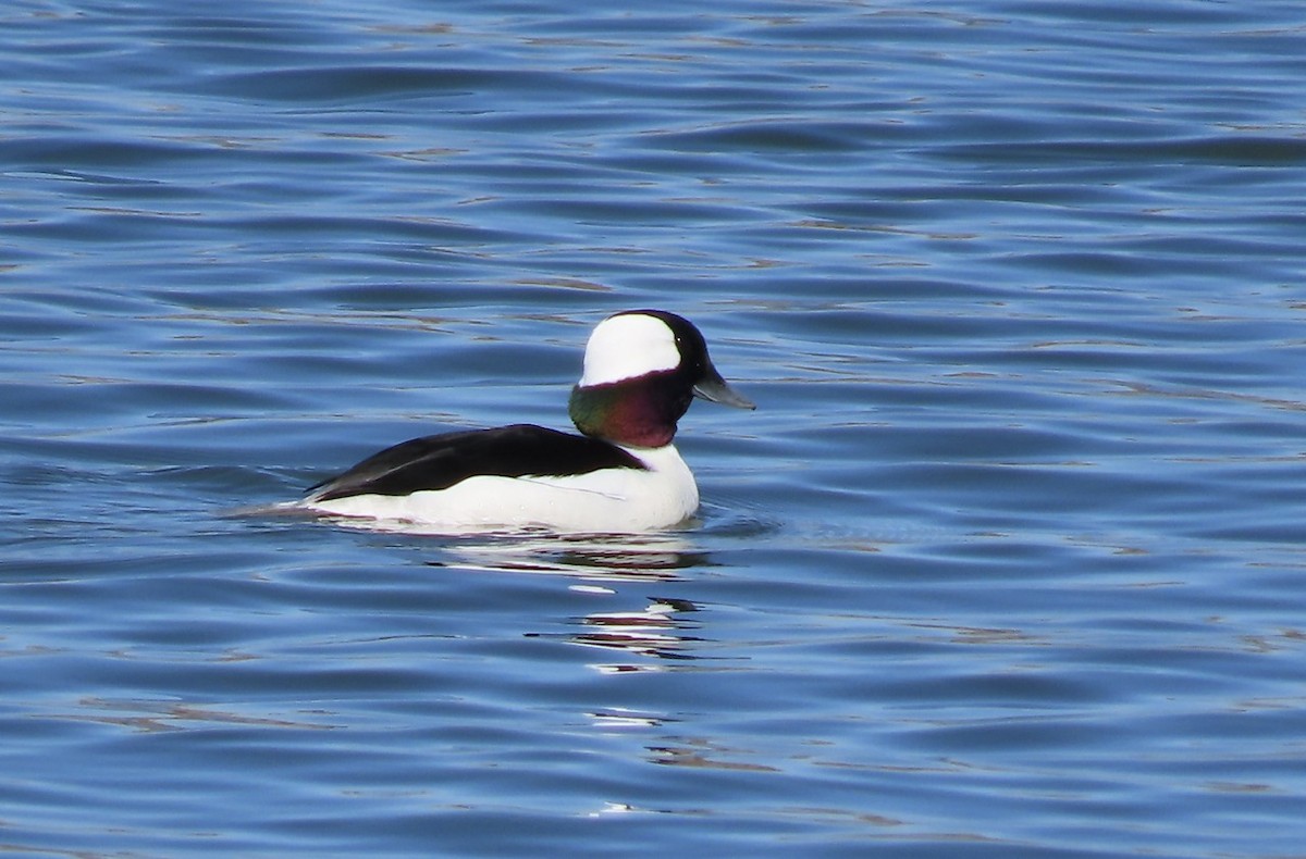 Bufflehead - ML616797548