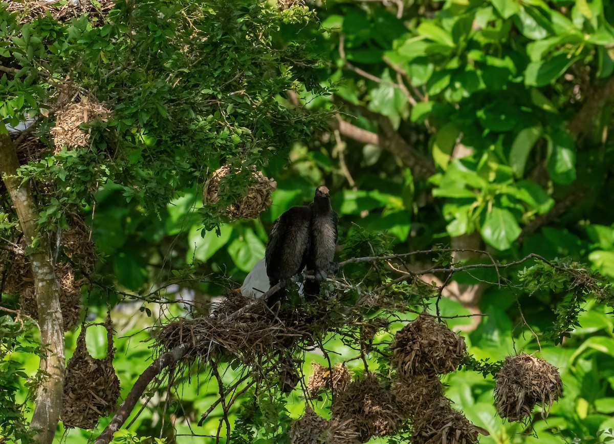 Long-tailed Cormorant - Christopher Brown