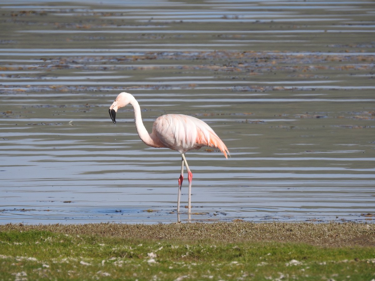 Chilean Flamingo - ML616797555