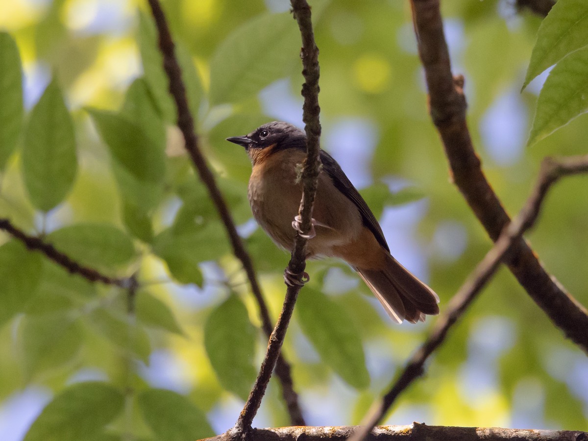 Black-eared Hemispingus - David and Judy Smith