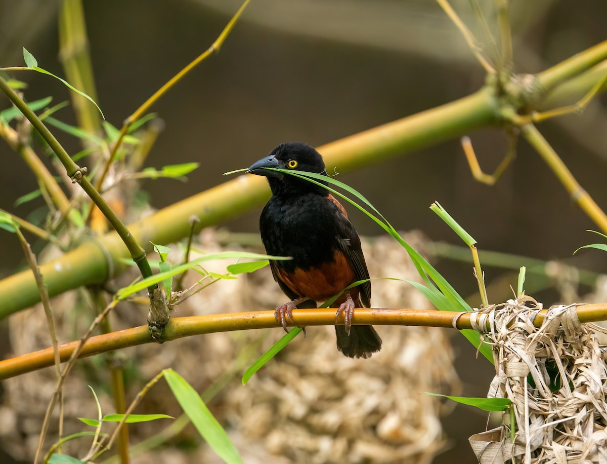 Chestnut-and-black Weaver - ML616797569