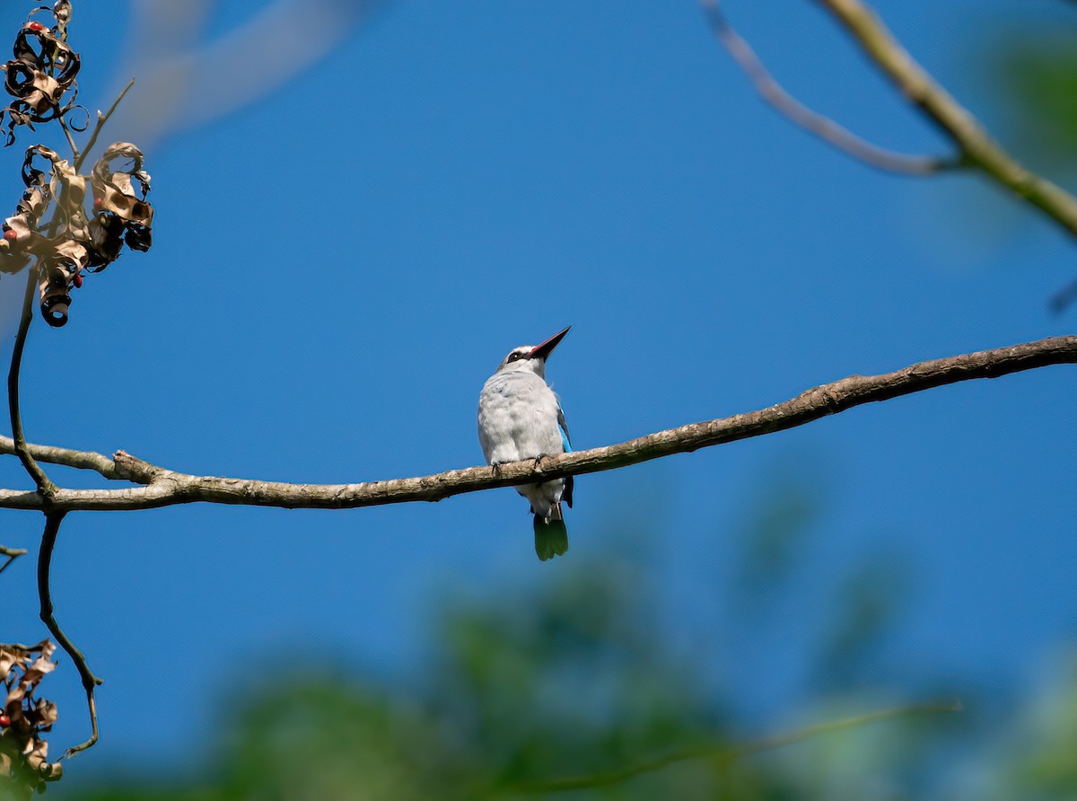 Woodland Kingfisher - Christopher Brown
