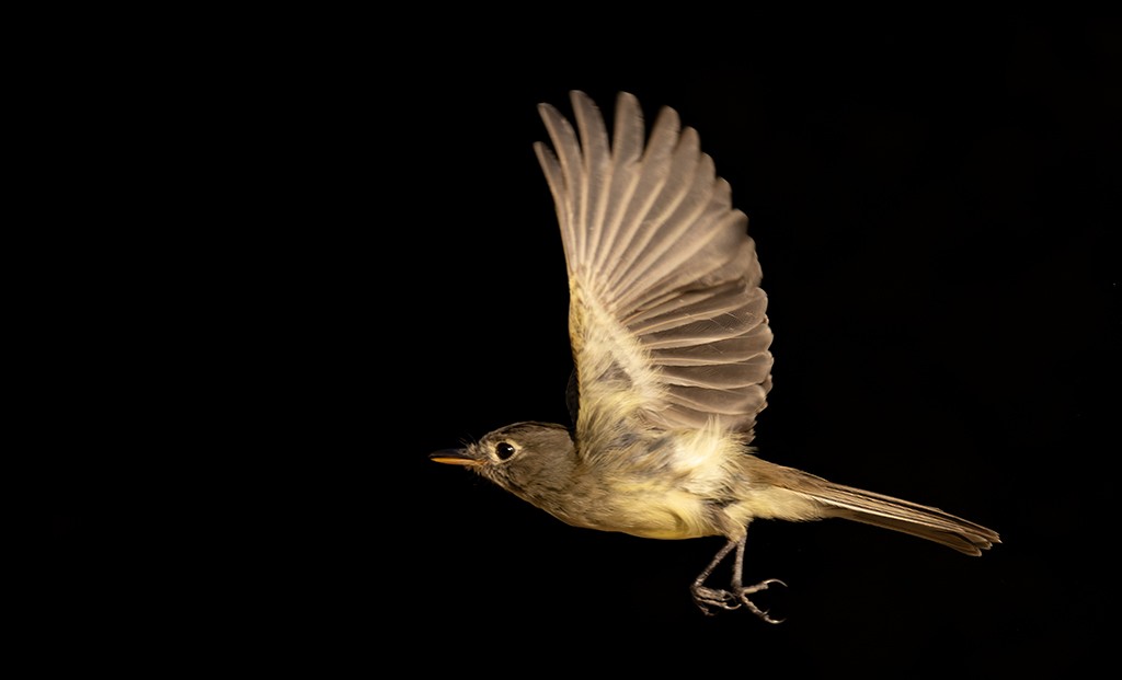 Pileated Flycatcher - manuel grosselet