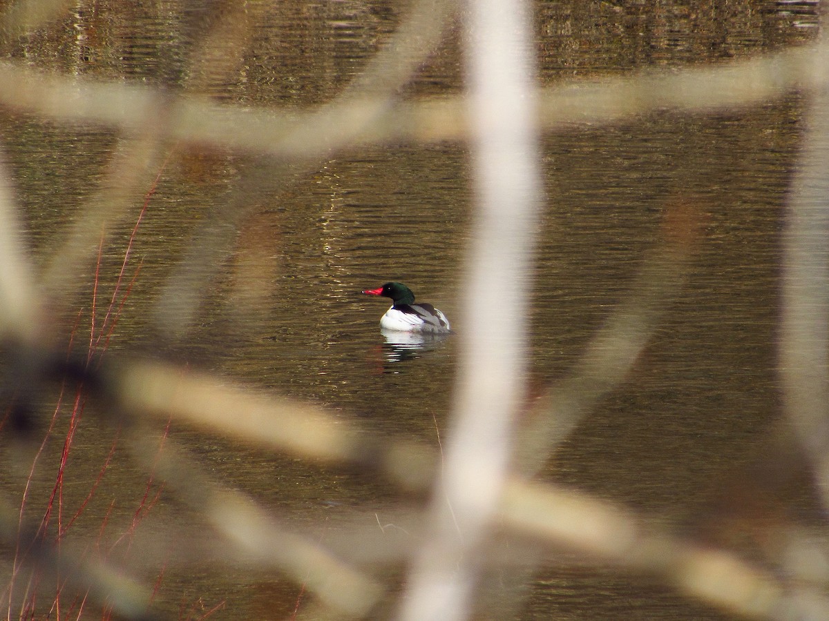 Common Merganser - ML616797668