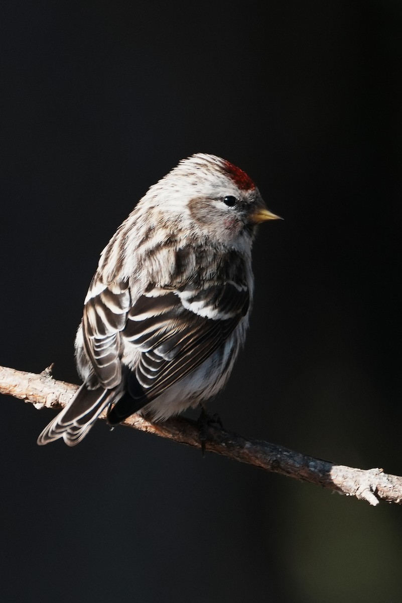 Common Redpoll - ML616797685