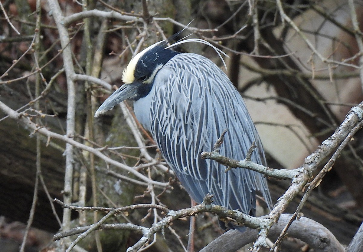 Yellow-crowned Night Heron - ML616797695