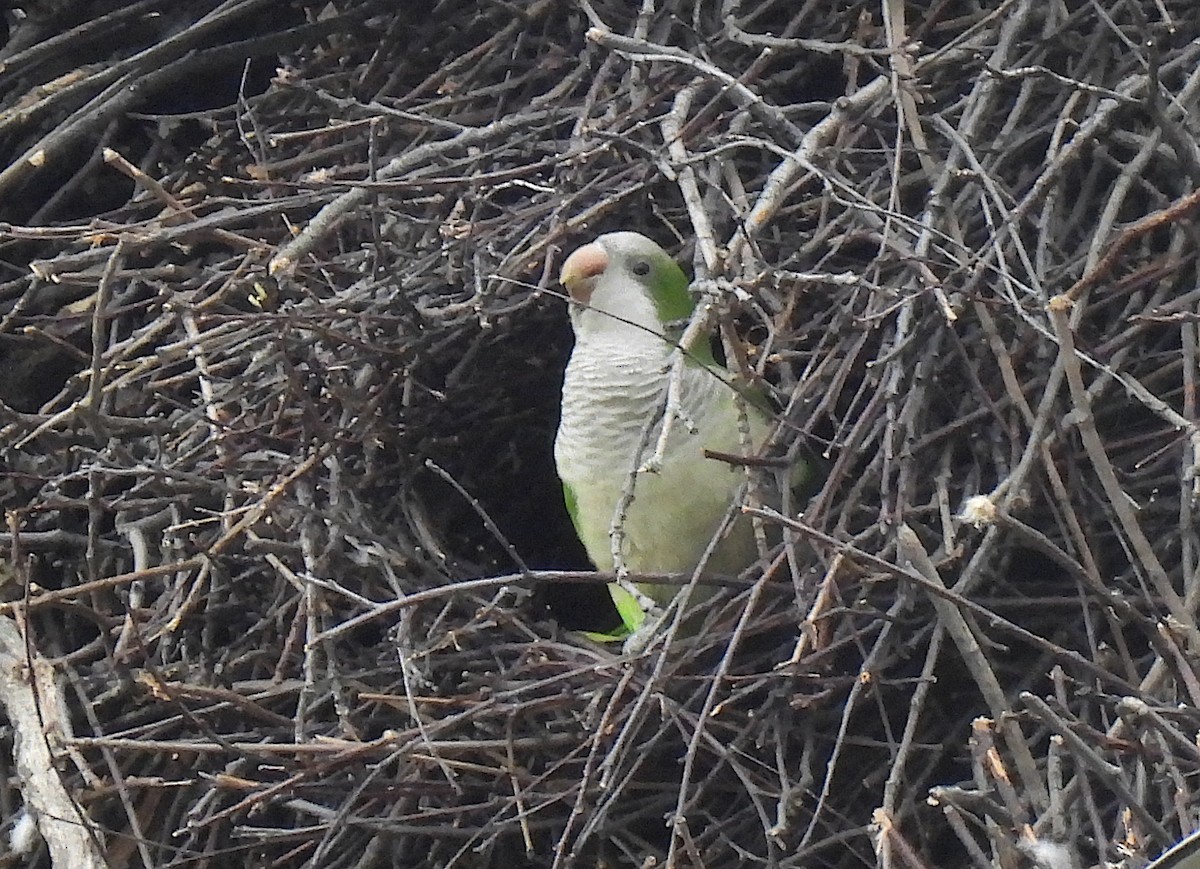 Monk Parakeet - ML616797715