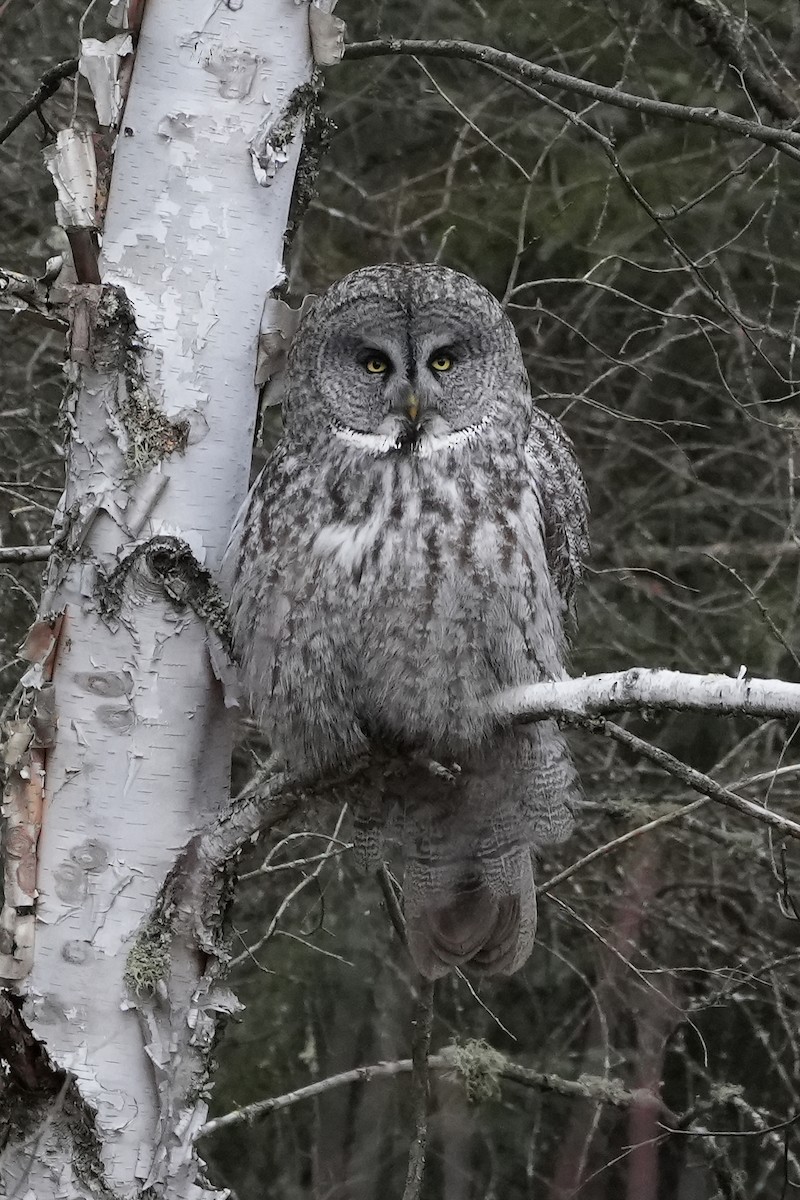 Great Gray Owl - ML616797764