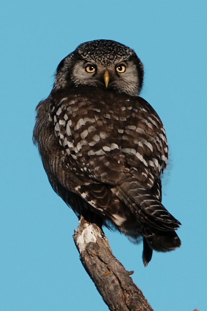 Northern Hawk Owl - ML616797784