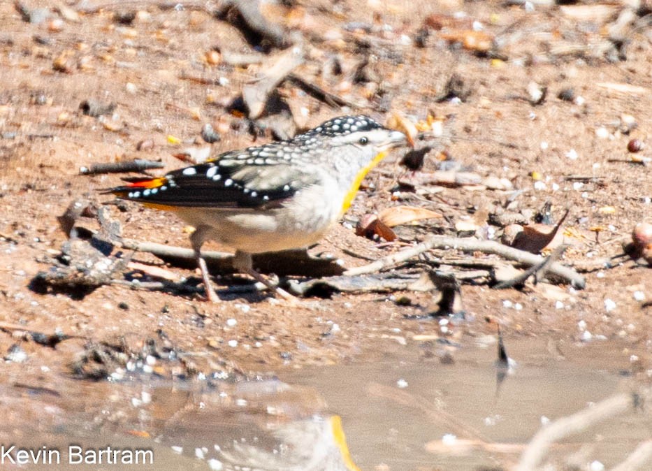 Pardalote Moteado (xanthopyge) - ML616797822