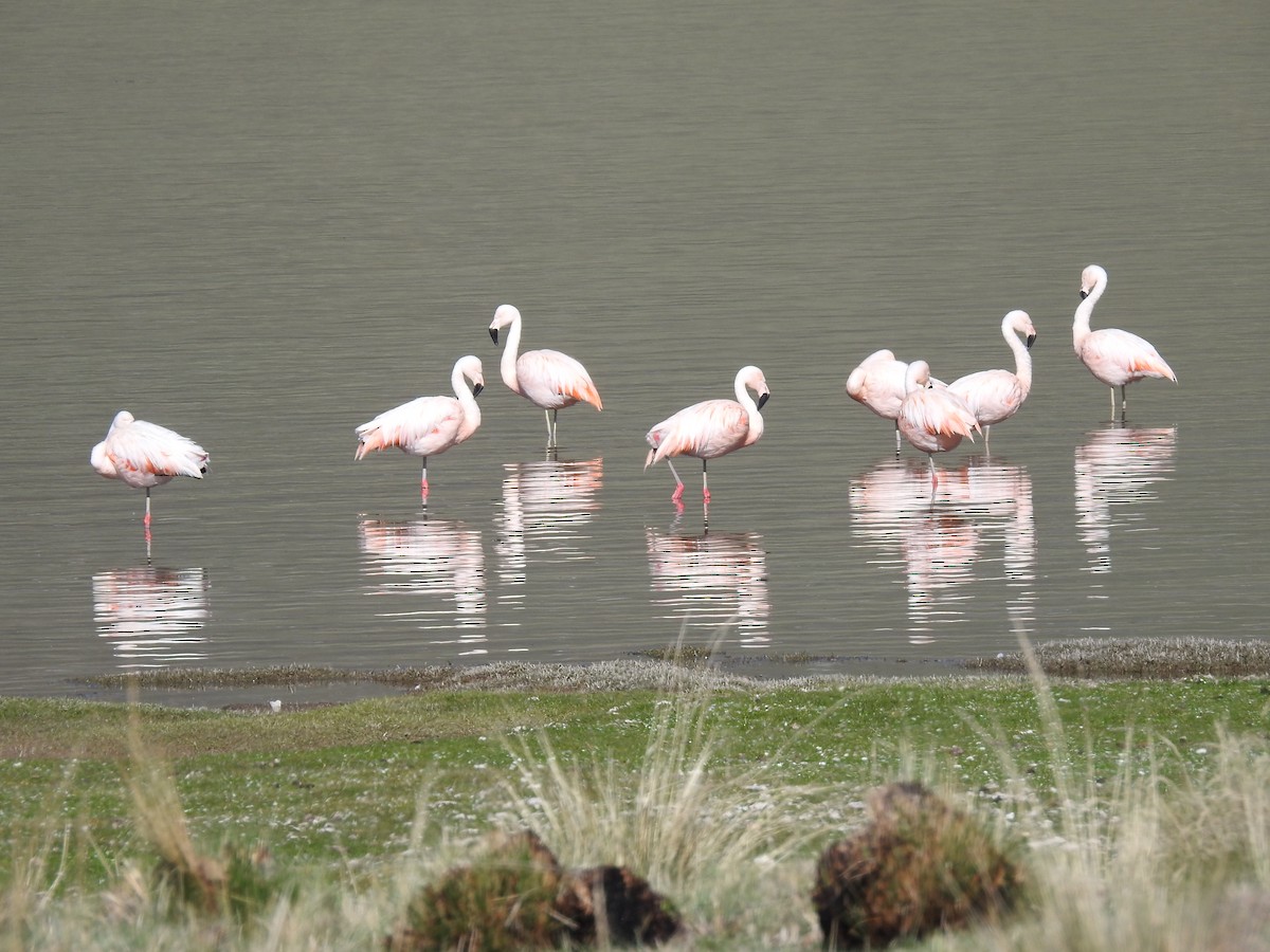 Chilean Flamingo - ML616797836
