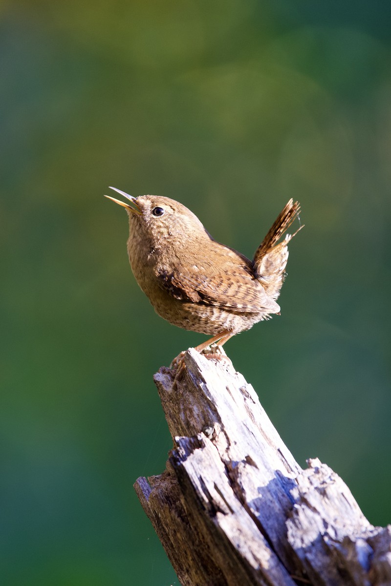 Pacific Wren - ML616797844