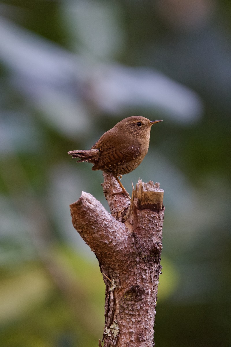 Pacific Wren - ML616797846