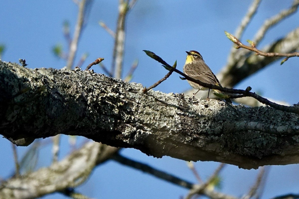 Palmenwaldsänger (hypochrysea) - ML616797853