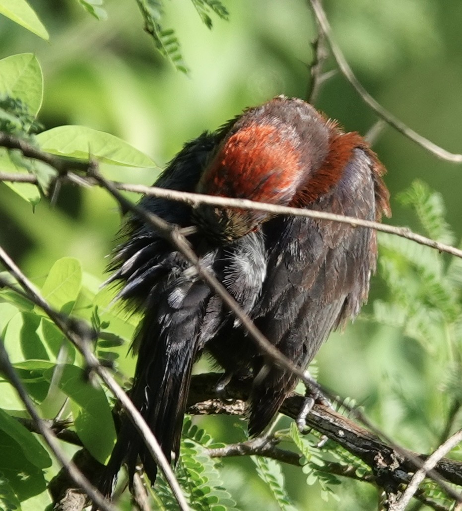 Passerin varié - ML616797882