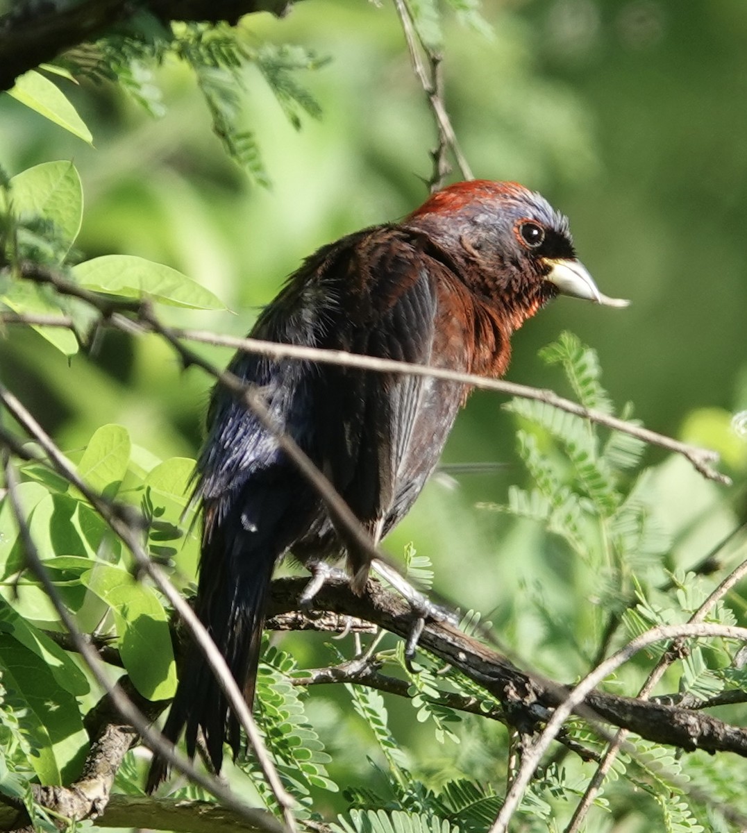 Varied Bunting - ML616797885