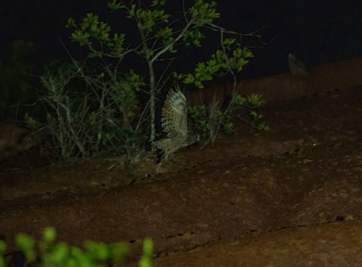 Grayish Eagle-Owl - ML616797898