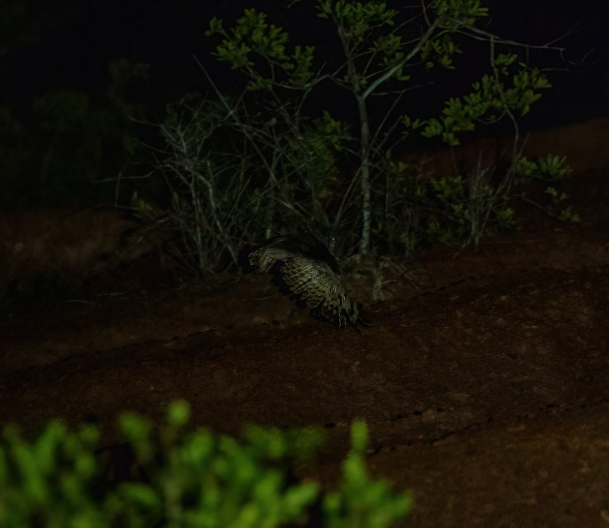 Grayish Eagle-Owl - ML616797899