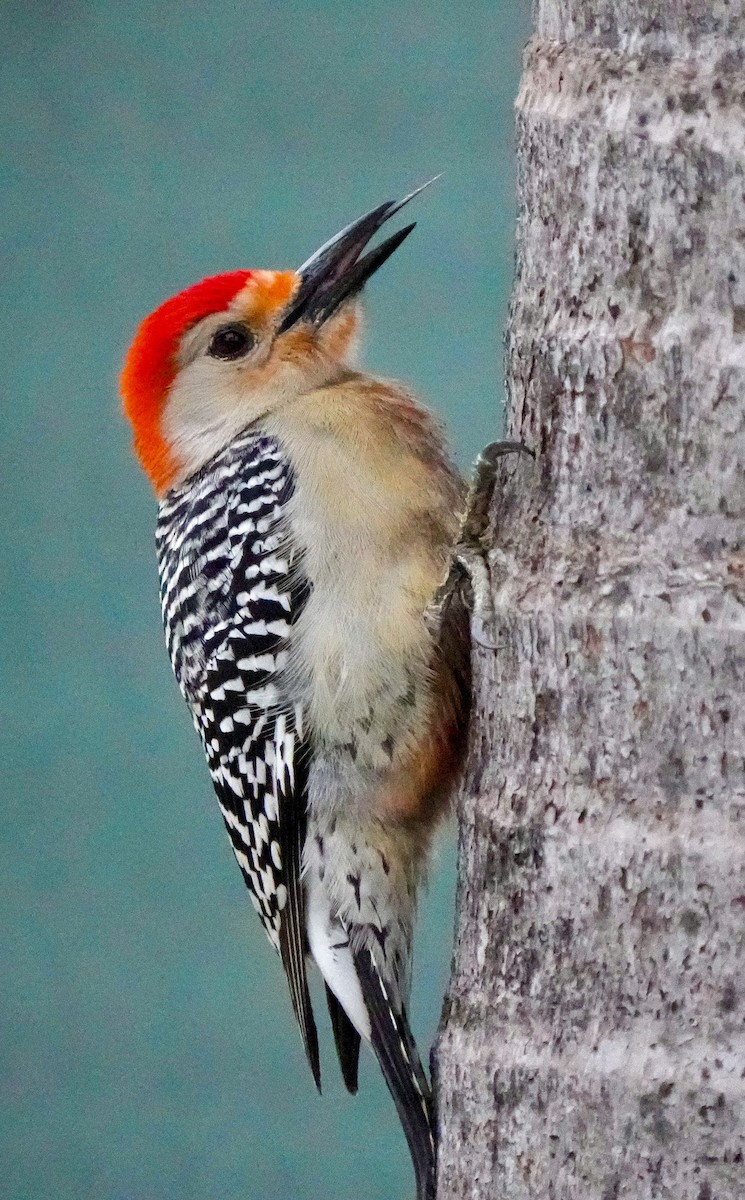 Red-bellied Woodpecker - ML616797906