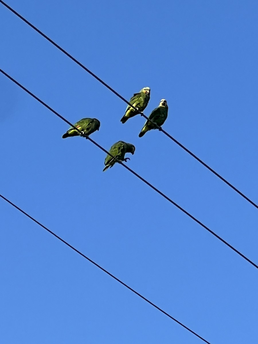 Orange-winged Parrot - ML616797920