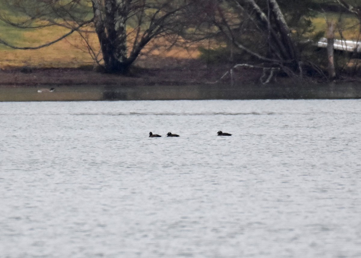 White-winged Scoter - ML616797921