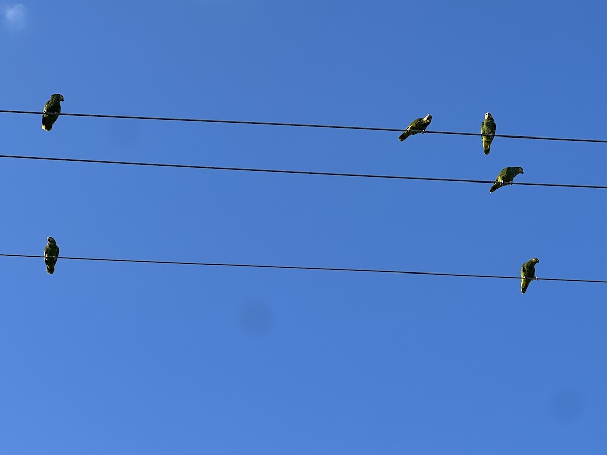 Orange-winged Parrot - ML616797927