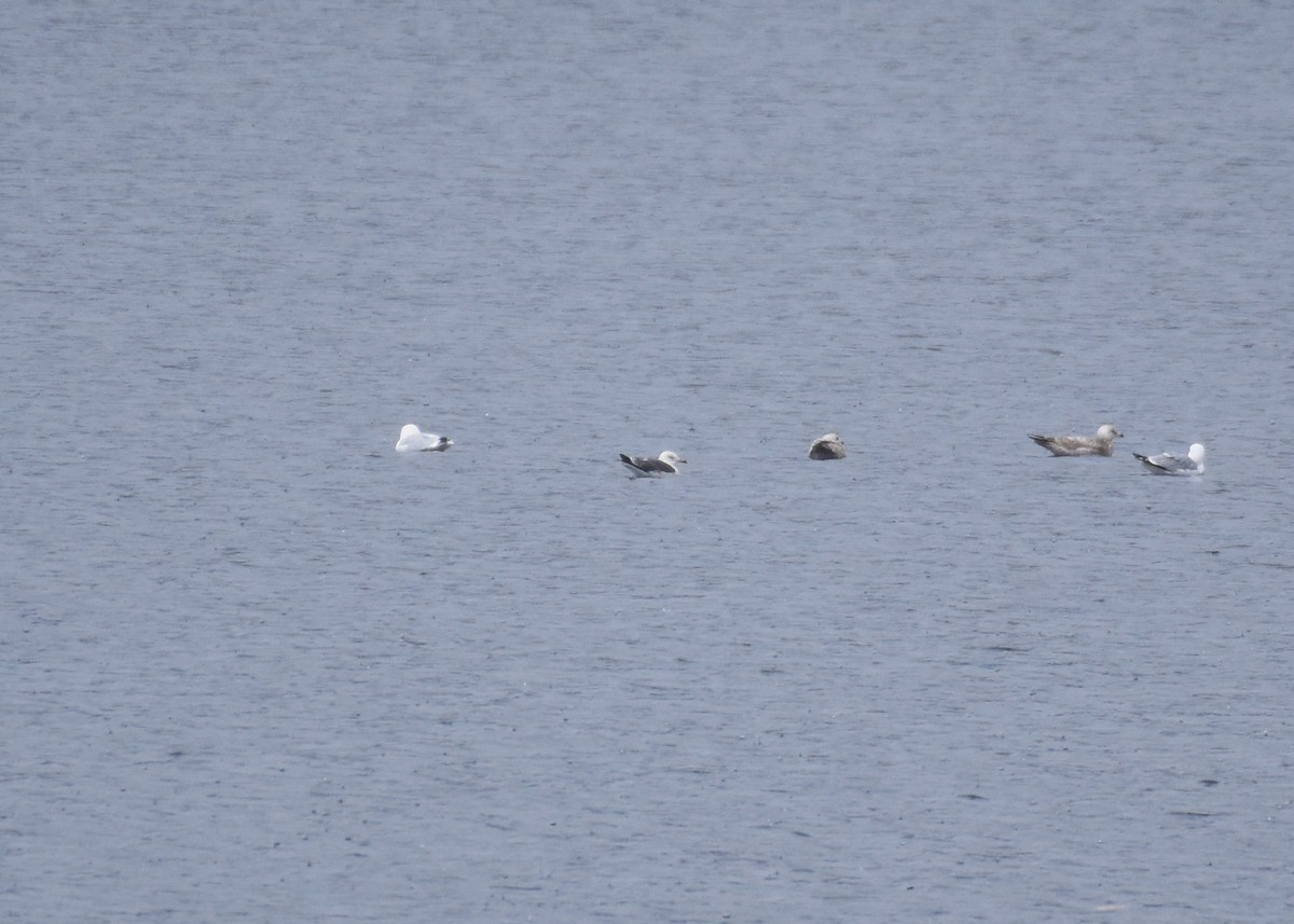 Lesser Black-backed Gull - ML616797932